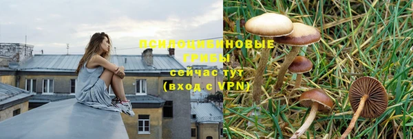 гашик Нефтекумск